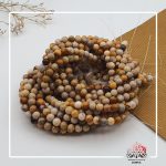 کورال فسیل